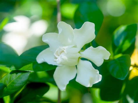 gardenia care and maintenance.